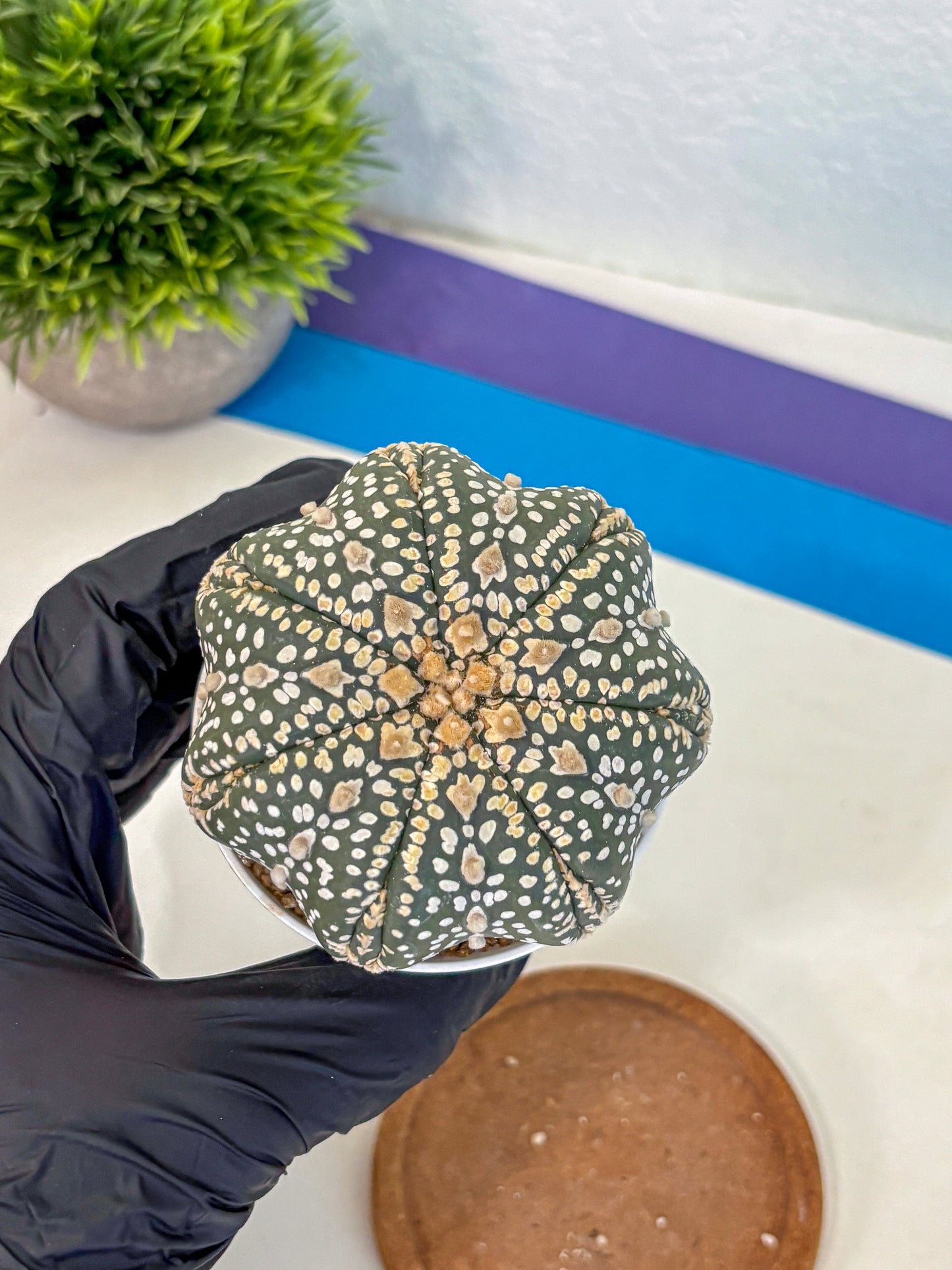 Astrophytum Super Kabuto (at10) (10) | sand dollar cactus