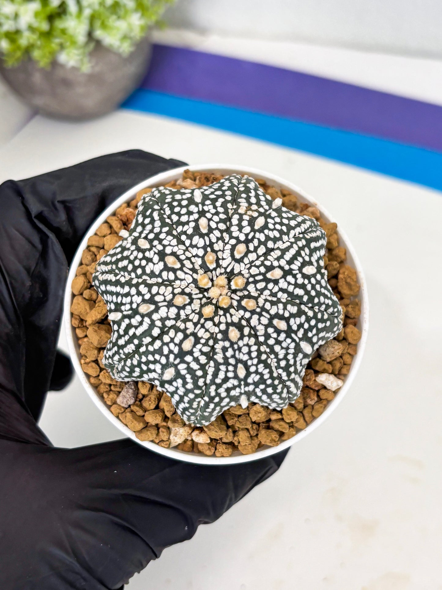 Astrophytum Star Shape (at3) (p4) | Very Rare Cactus