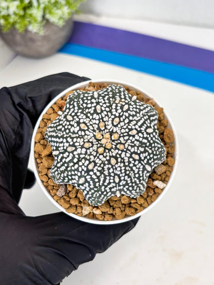 Astrophytum Star Shape (at3) (p4) | Very Rare Cactus