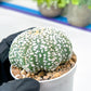 Astrophytum Super Kabuto (#T7C) | Las Vegas Botanical Shop | 3" Pot