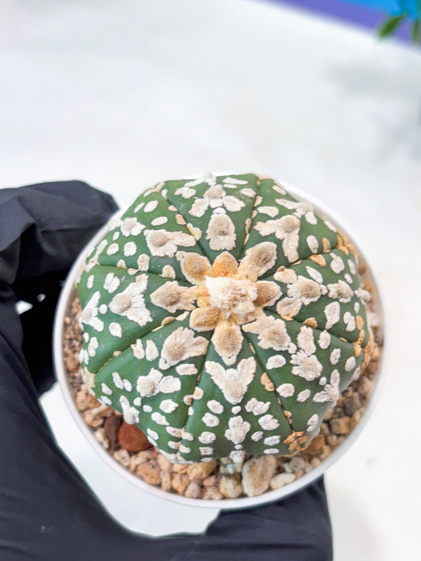 Astrophytum V-Type (T8) (y4) | Imported From Japan