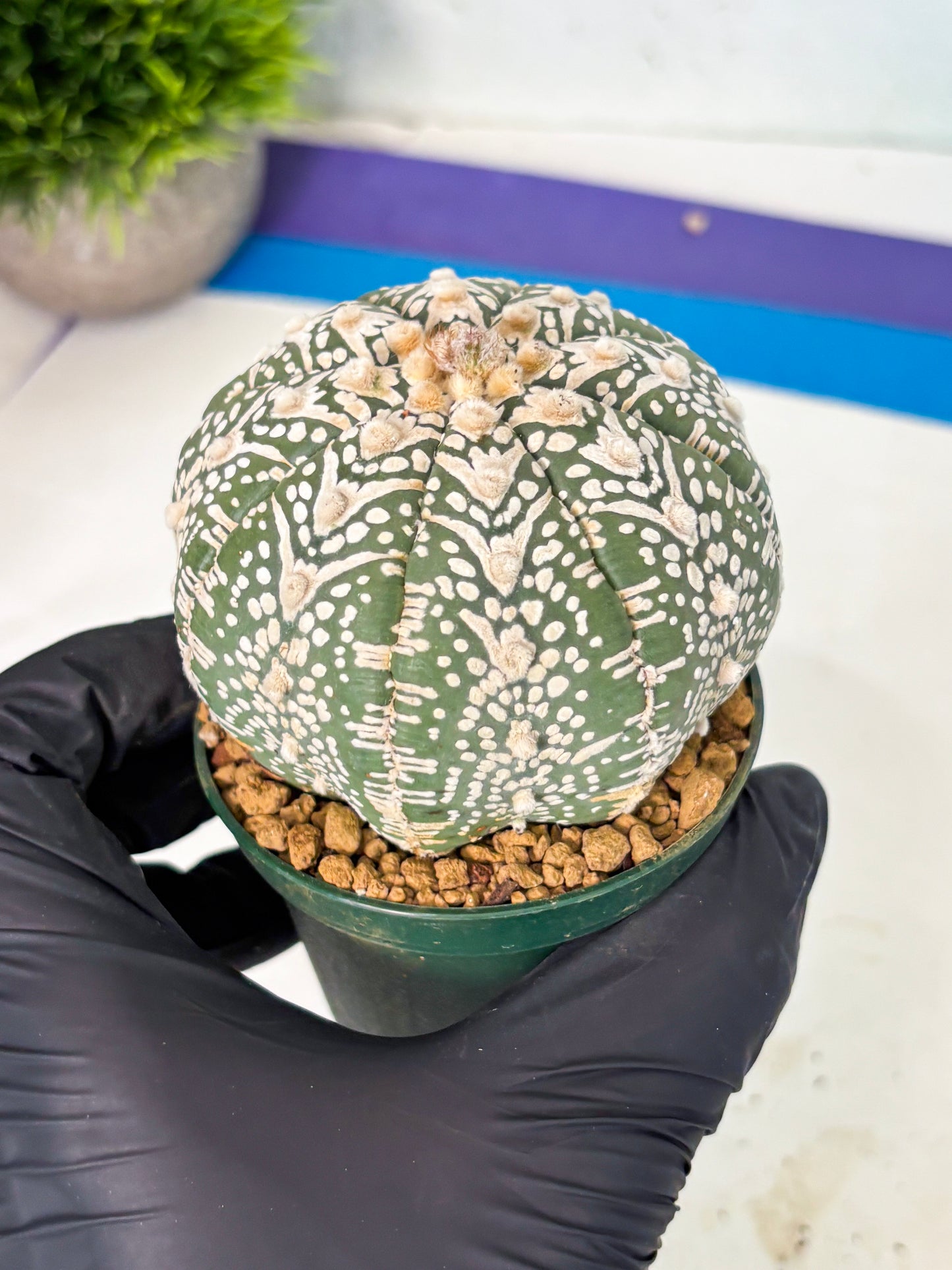 Astrophytum V-Type (at6) (y4) | Rare Star Cactus