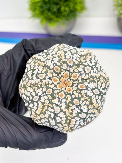 Astrophytum Super Kabuto (t7) (y7) | Imported Plants | 3" Pot