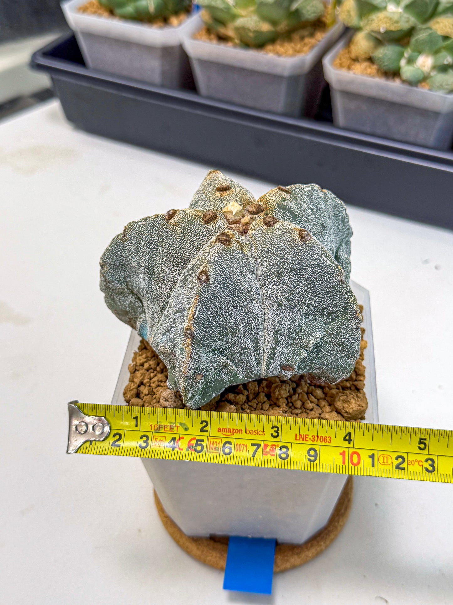 Astrophytum myriostigma (bb) | Desert Plant