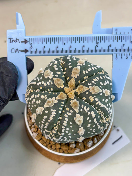 Astrophytum 5-Ribs (at7) (b1) | Living Rocks