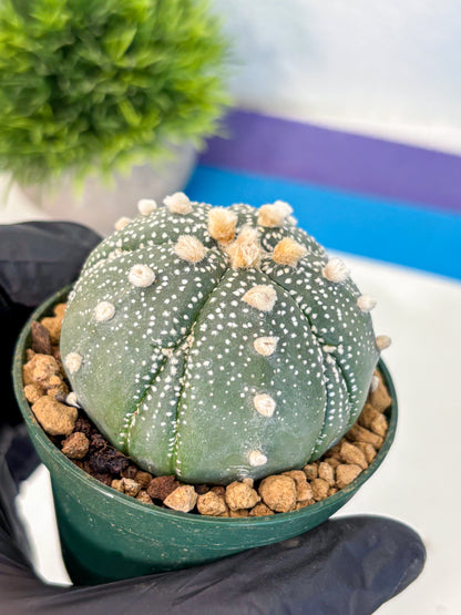 Astrophytum Fukuryu (at8) (09) | Rare Plant | Succulent Cactus
