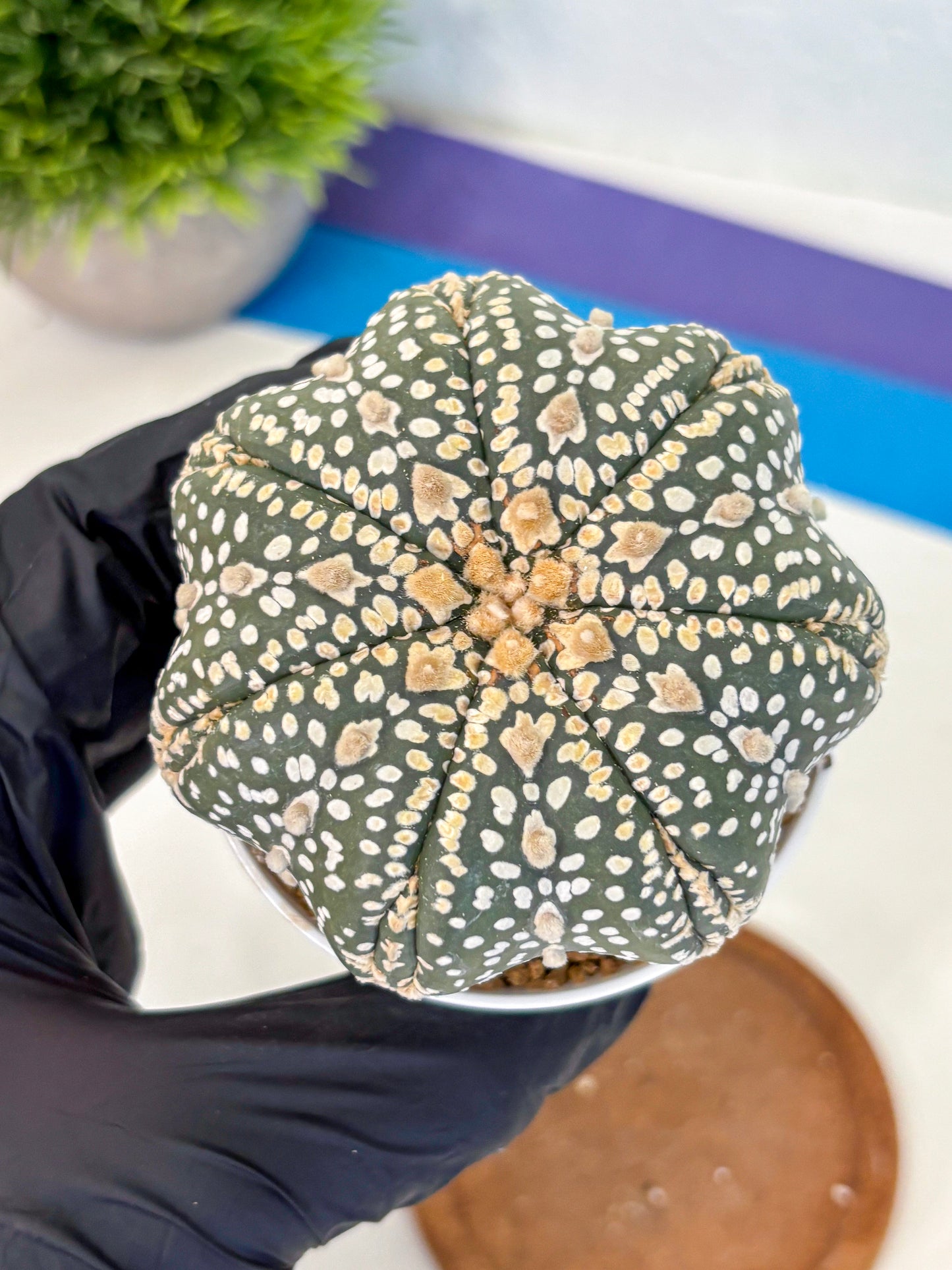 Astrophytum Super Kabuto (at10) (10) | sand dollar cactus