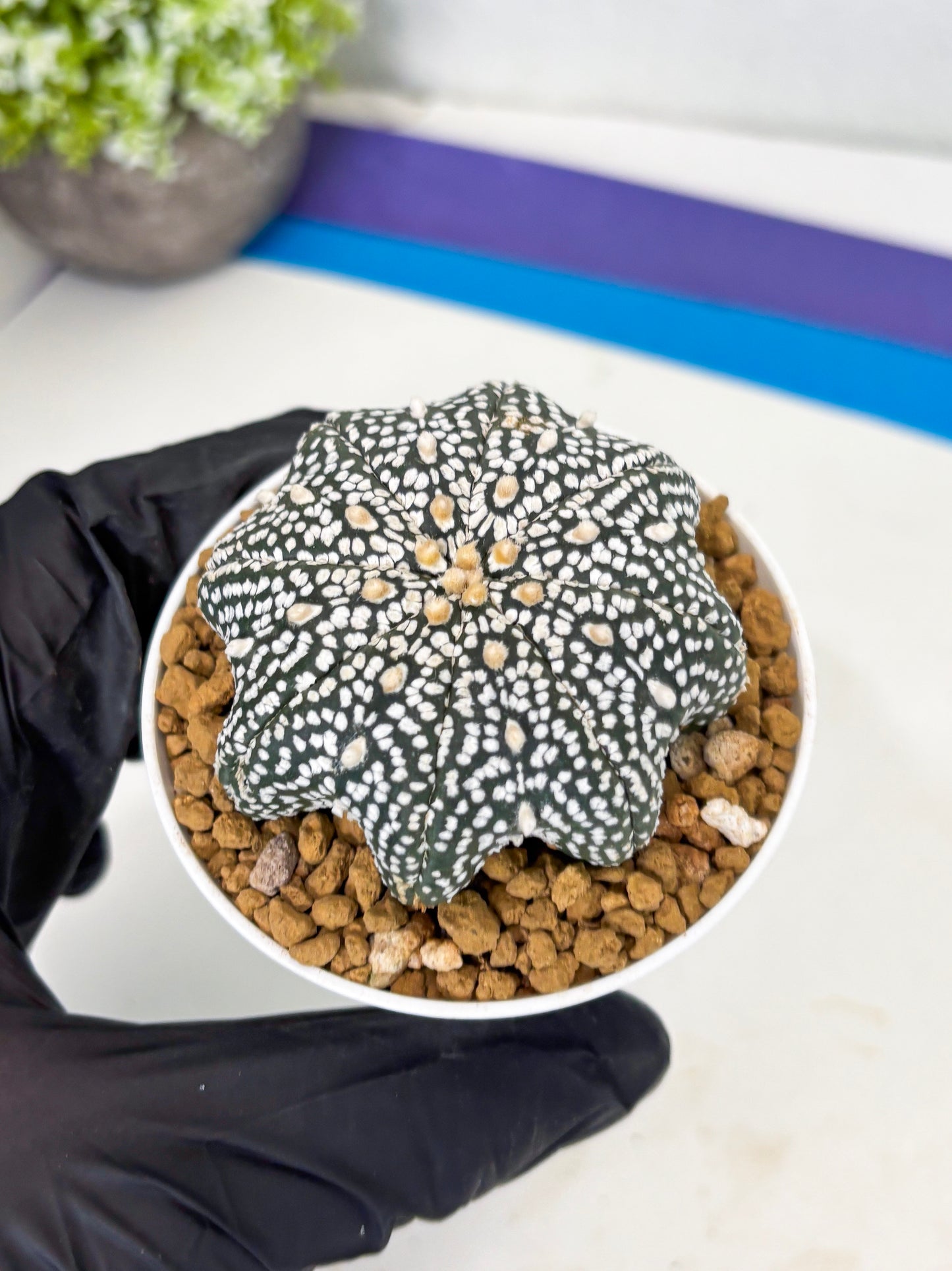 Astrophytum Star Shape (at3) (p4) | Very Rare Cactus