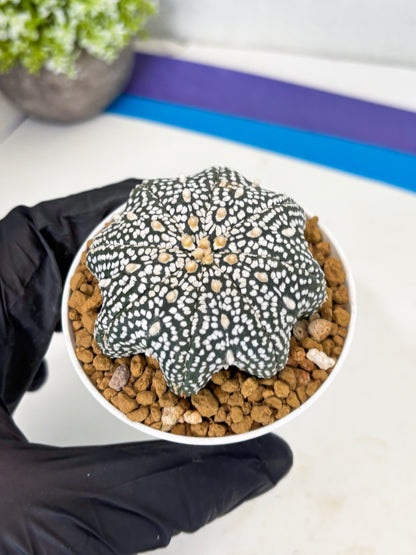 Astrophytum Star Shape (at3) (p4) | Very Rare Cactus