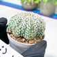 Astrophytum Super Kabuto (#T7C) | Las Vegas Botanical Shop | 3" Pot