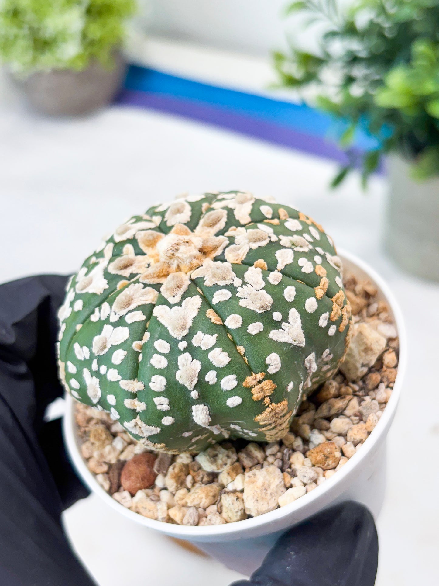 Astrophytum V-Type (T8) (y4) | Imported From Japan