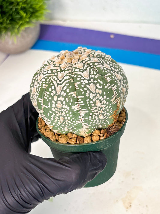 Astrophytum V-Type (at6) (y4) | Rare Star Cactus
