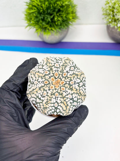 Astrophytum Super Kabuto (t7) (y7) | Imported Plants | 3" Pot