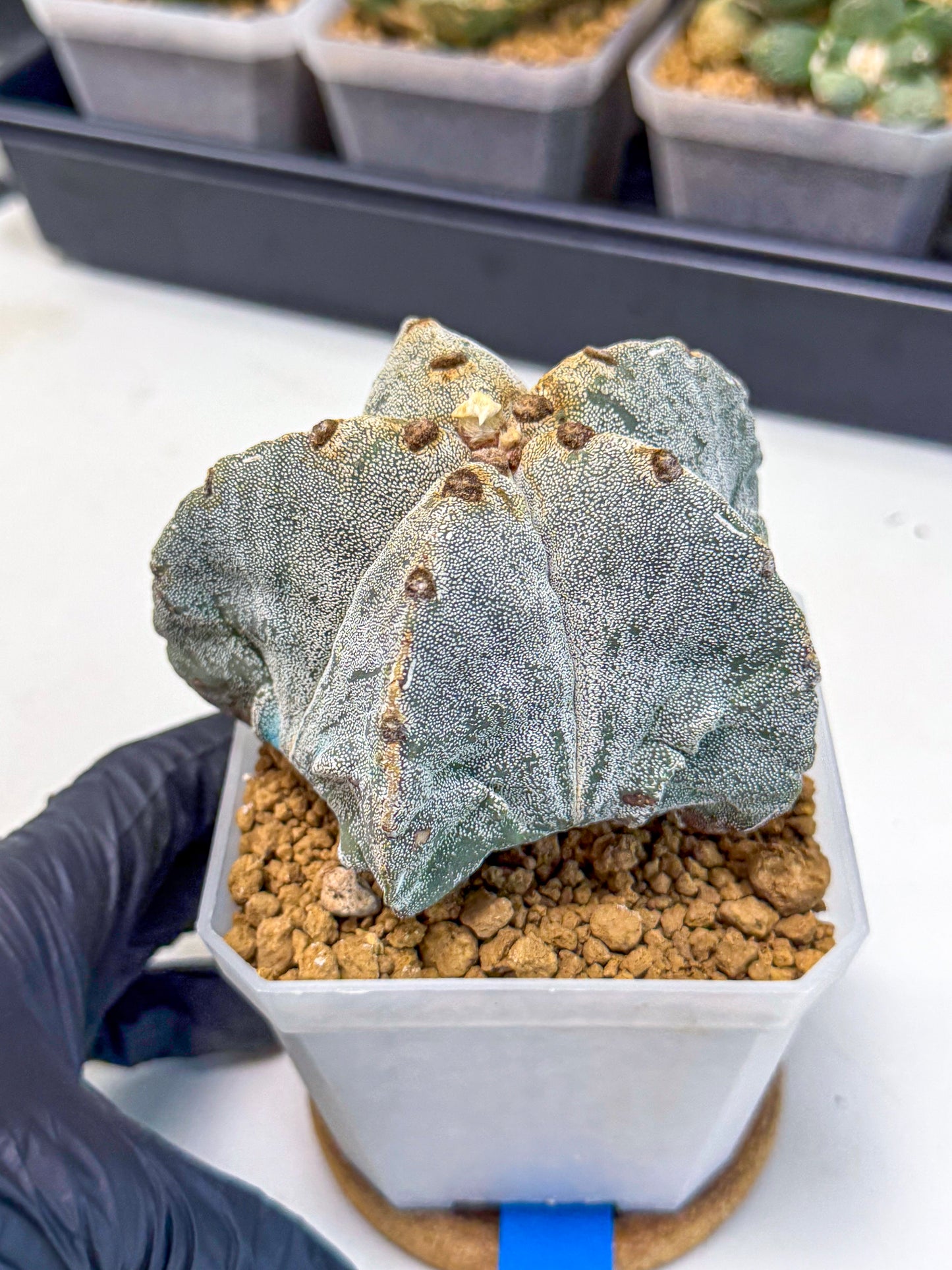 Astrophytum myriostigma (bb) | Desert Plant