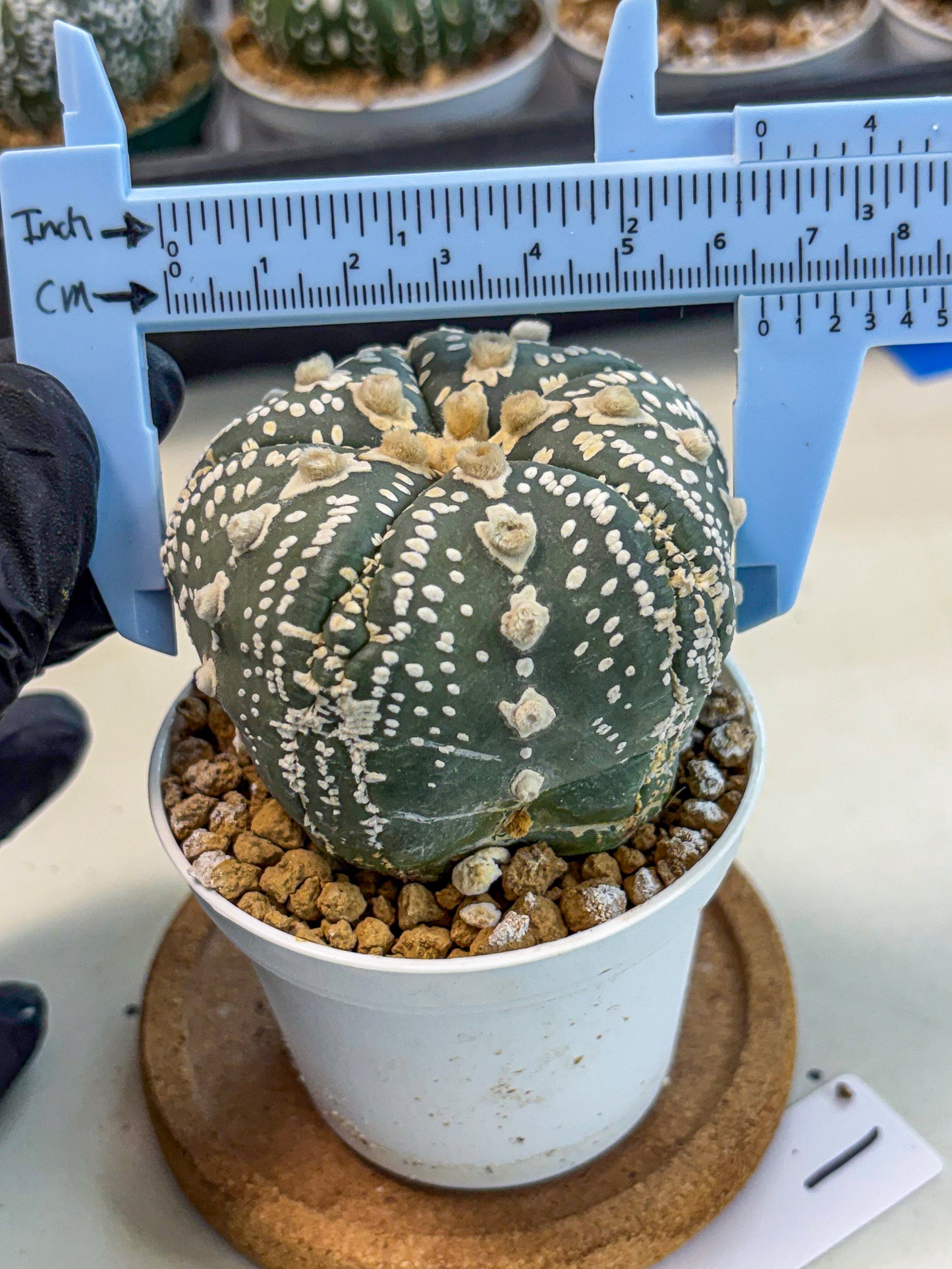 Astrophytum 5-Ribs (at7) (b1) | Living Rocks
