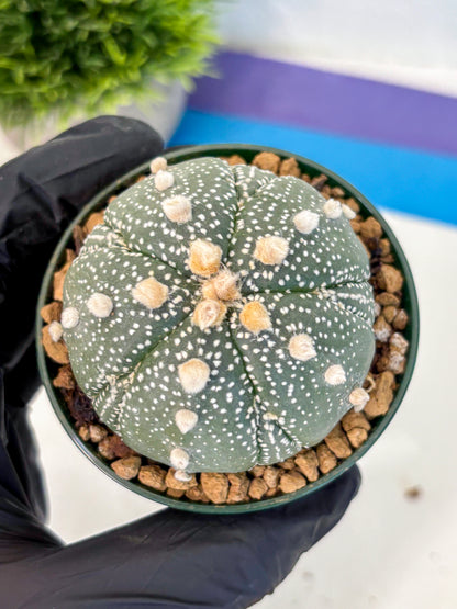 Astrophytum Fukuryu (at8) (09) | Rare Plant | Succulent Cactus