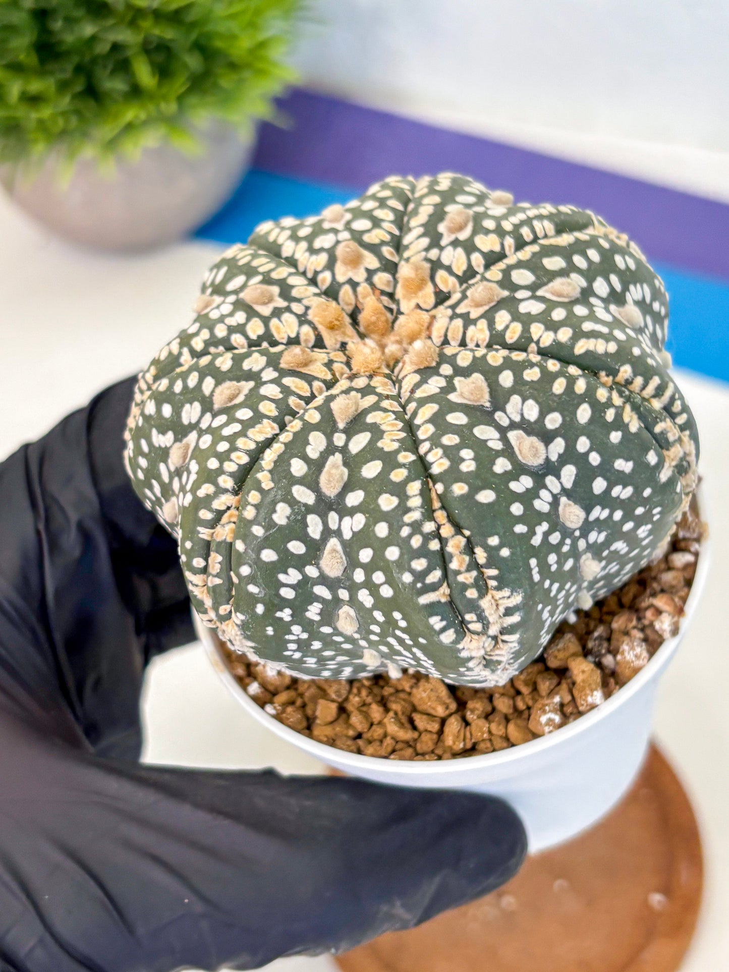 Astrophytum Super Kabuto (at10) (10) | sand dollar cactus