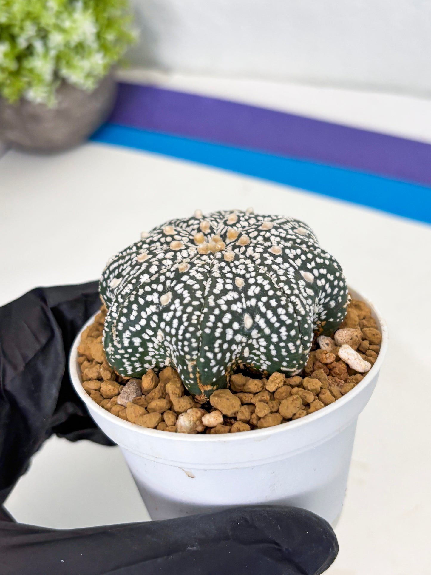 Astrophytum Star Shape (at3) (p4) | Very Rare Cactus