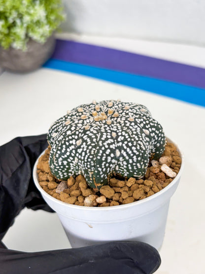 Astrophytum Star Shape (at3) (p4) | Very Rare Cactus