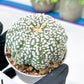 Astrophytum Super Kabuto (#T7C) | Las Vegas Botanical Shop | 3" Pot