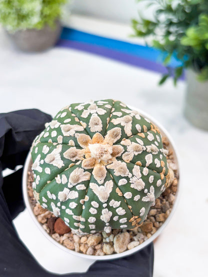 Astrophytum V-Type (T8) (y4) | Imported From Japan