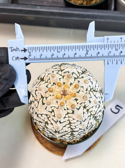 Astrophytum V-Type (at6) (y5) | Rare Star Cactus