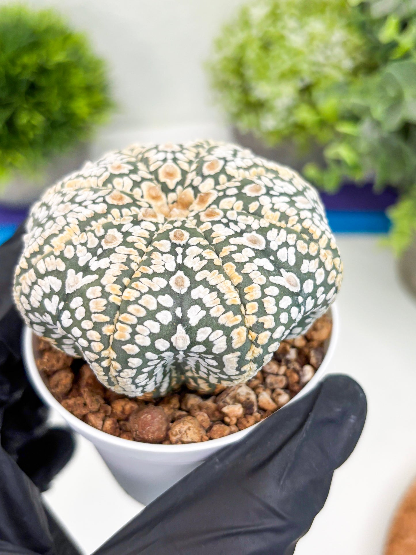 Astrophytum Super Kabuto (t7) (y7) | Imported Plants | 3" Pot