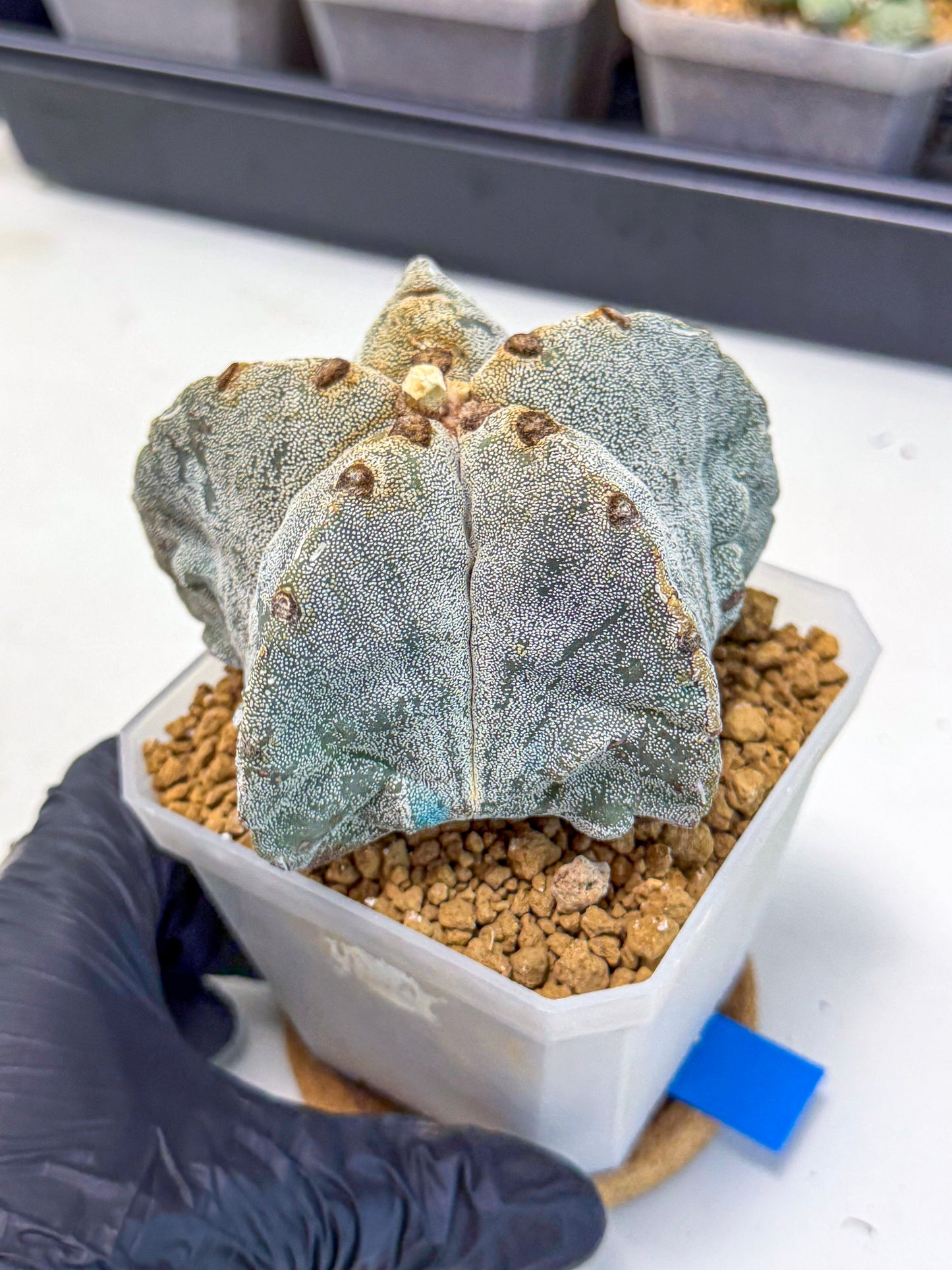 Astrophytum myriostigma (bb) | Desert Plant