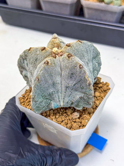 Astrophytum myriostigma (bb) | Desert Plant