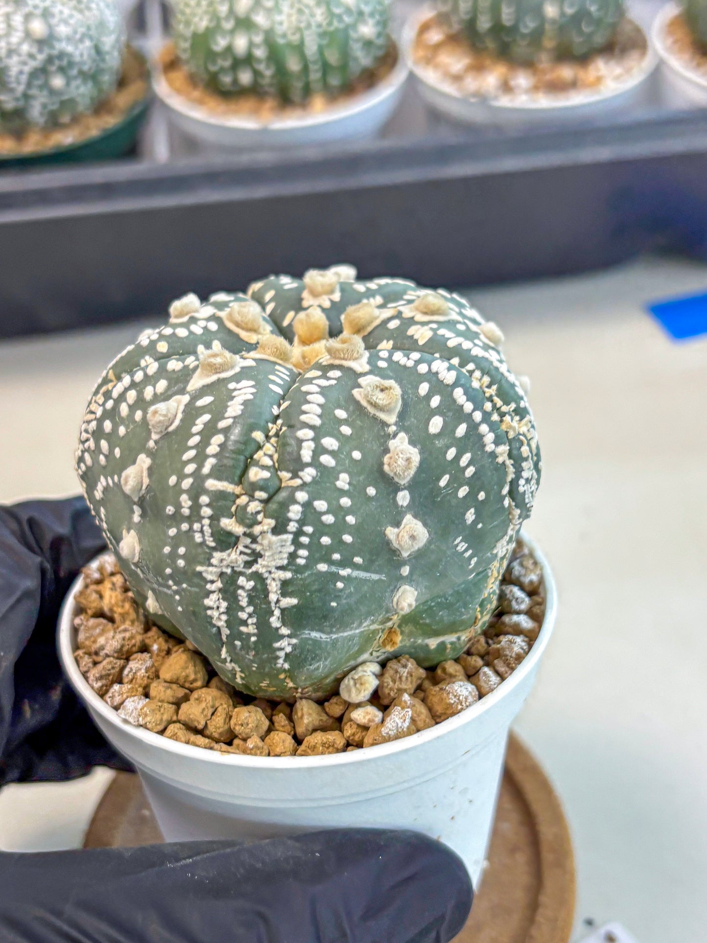 Astrophytum 5-Ribs (at7) (b1) | Living Rocks