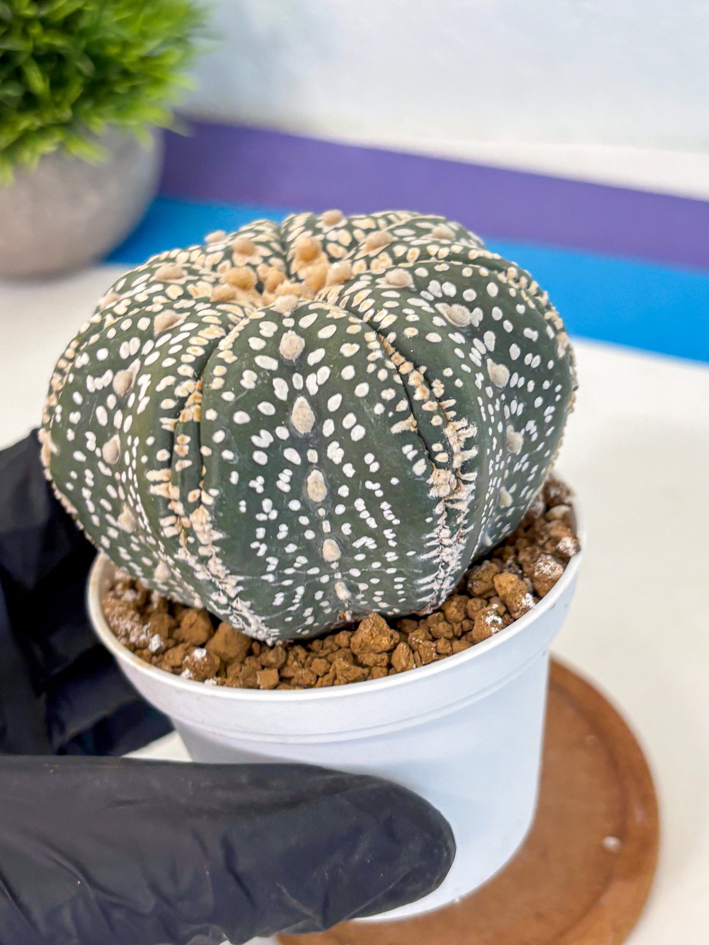 Astrophytum Super Kabuto (at10) (10) | sand dollar cactus