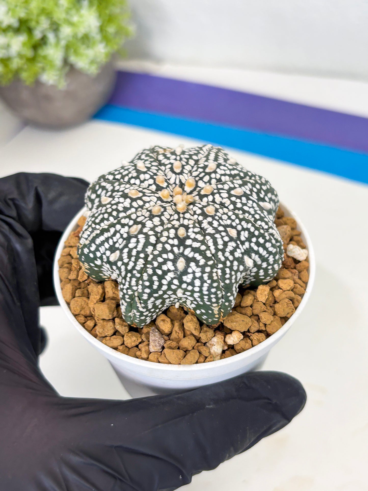 Astrophytum Star Shape (at3) (p4) | Very Rare Cactus