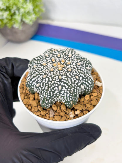 Astrophytum Star Shape (at3) (p4) | Very Rare Cactus