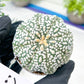 Astrophytum Super Kabuto (#T7C) | Las Vegas Botanical Shop | 3" Pot