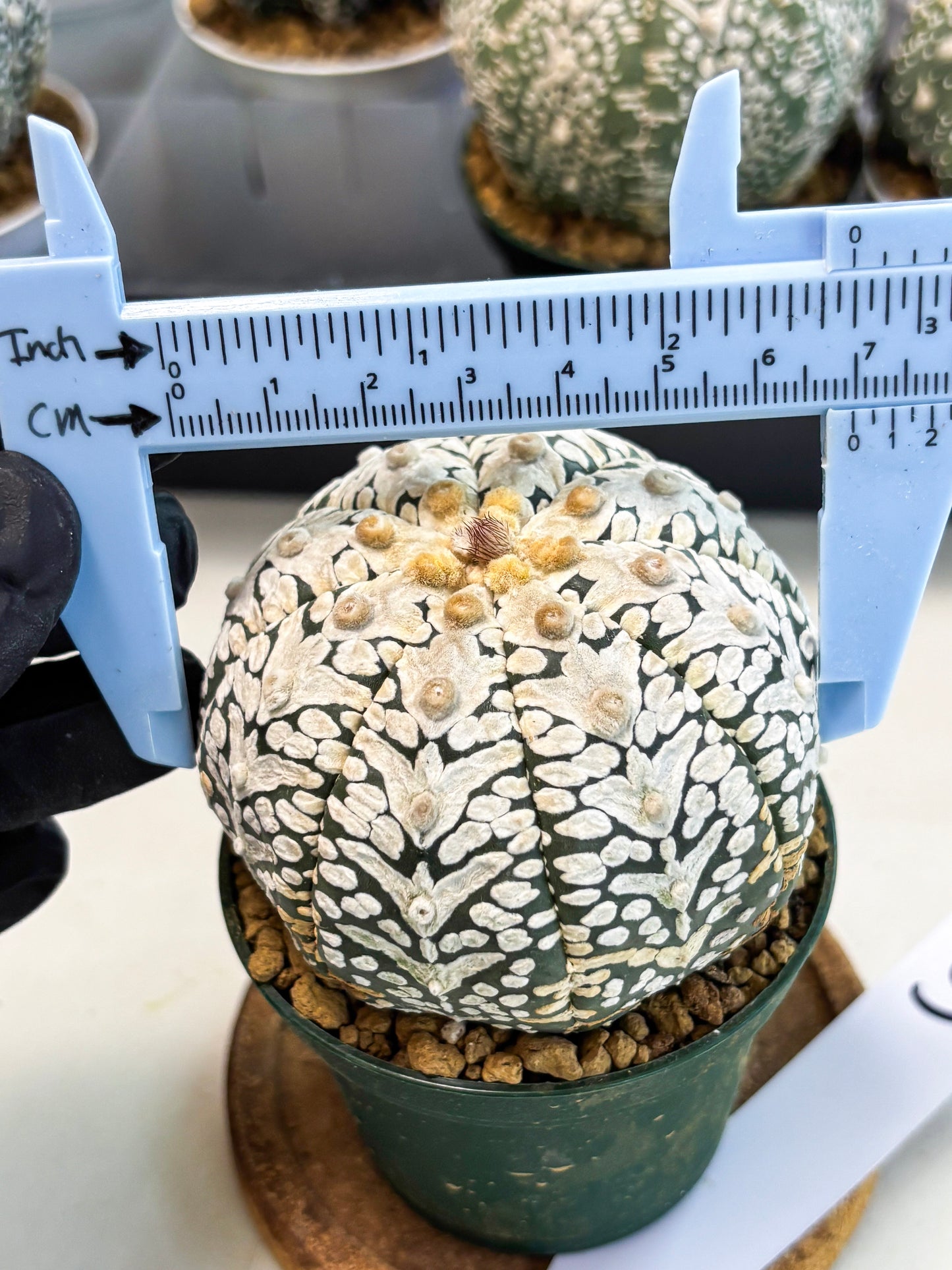 Astrophytum V-Type (at6) (y5) | Rare Star Cactus