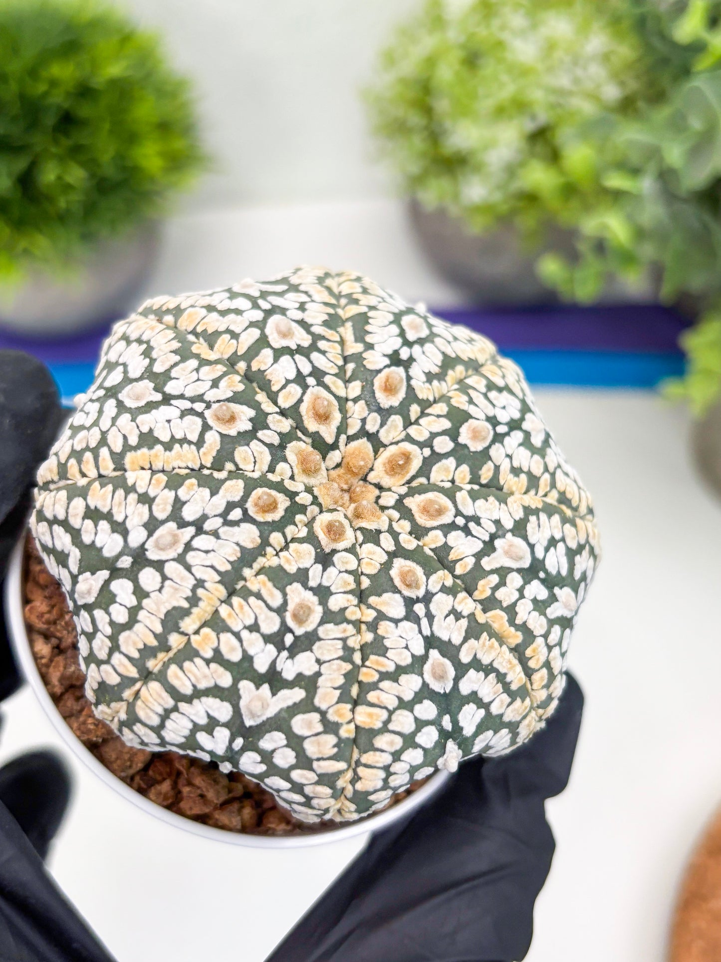 Astrophytum Super Kabuto (t7) (y7) | Imported Plants | 3" Pot