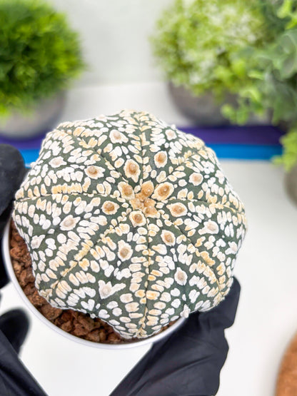Astrophytum Super Kabuto (t7) (y7) | Imported Plants | 3" Pot
