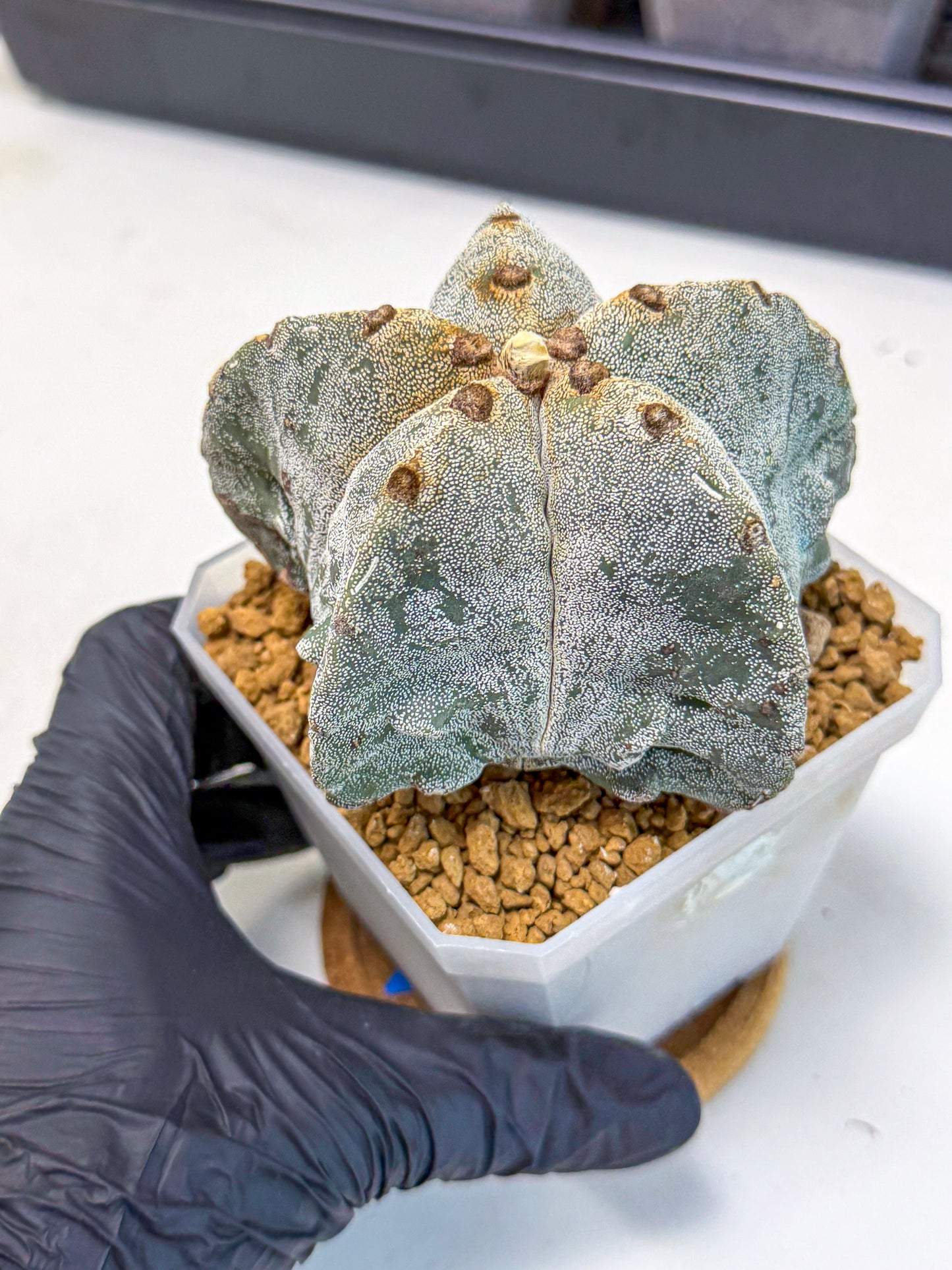 Astrophytum myriostigma (bb) | Desert Plant