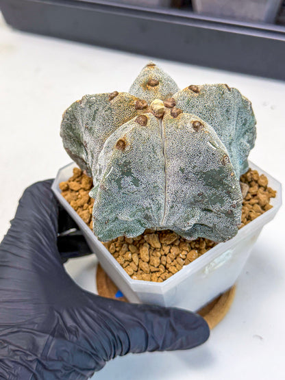 Astrophytum myriostigma (bb) | Desert Plant
