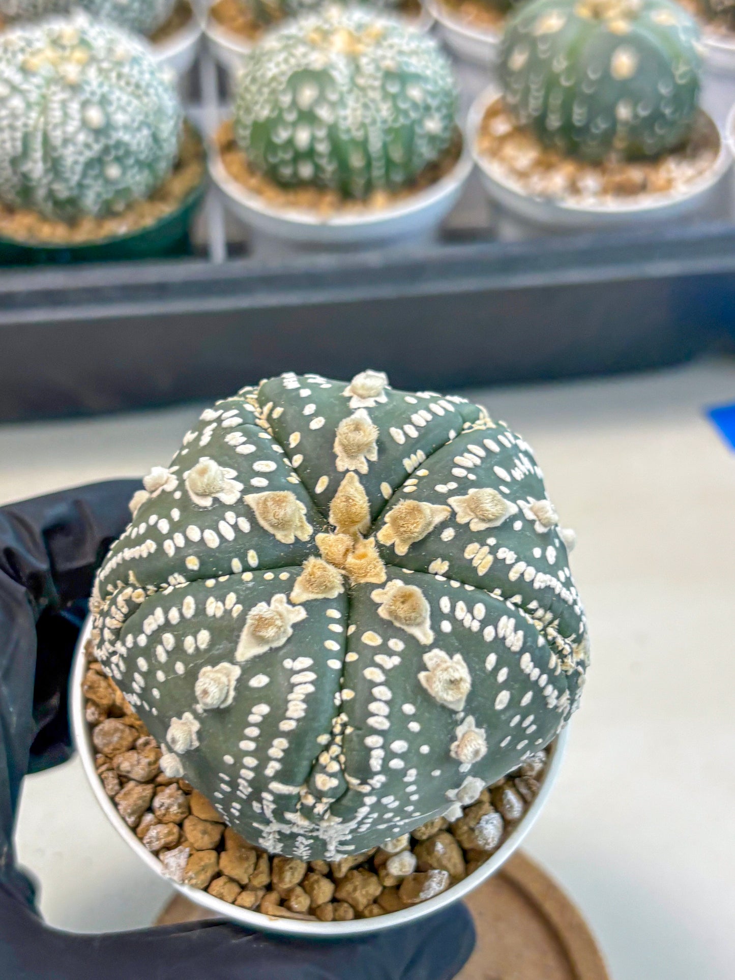 Astrophytum 5-Ribs (at7) (b1) | Living Rocks