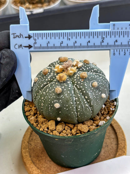 Astrophytum Fukuryu (at8) (10) | Rare Plant | Succulent Cactus