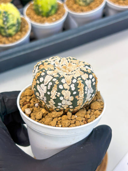 Astrophytum V-Type (at1) (p7) | Imported Cactus
