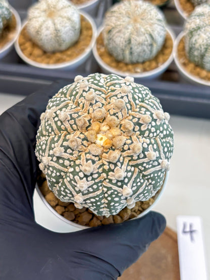 Astrophytum V-Type (at5) (p4) | Rare imported Plant