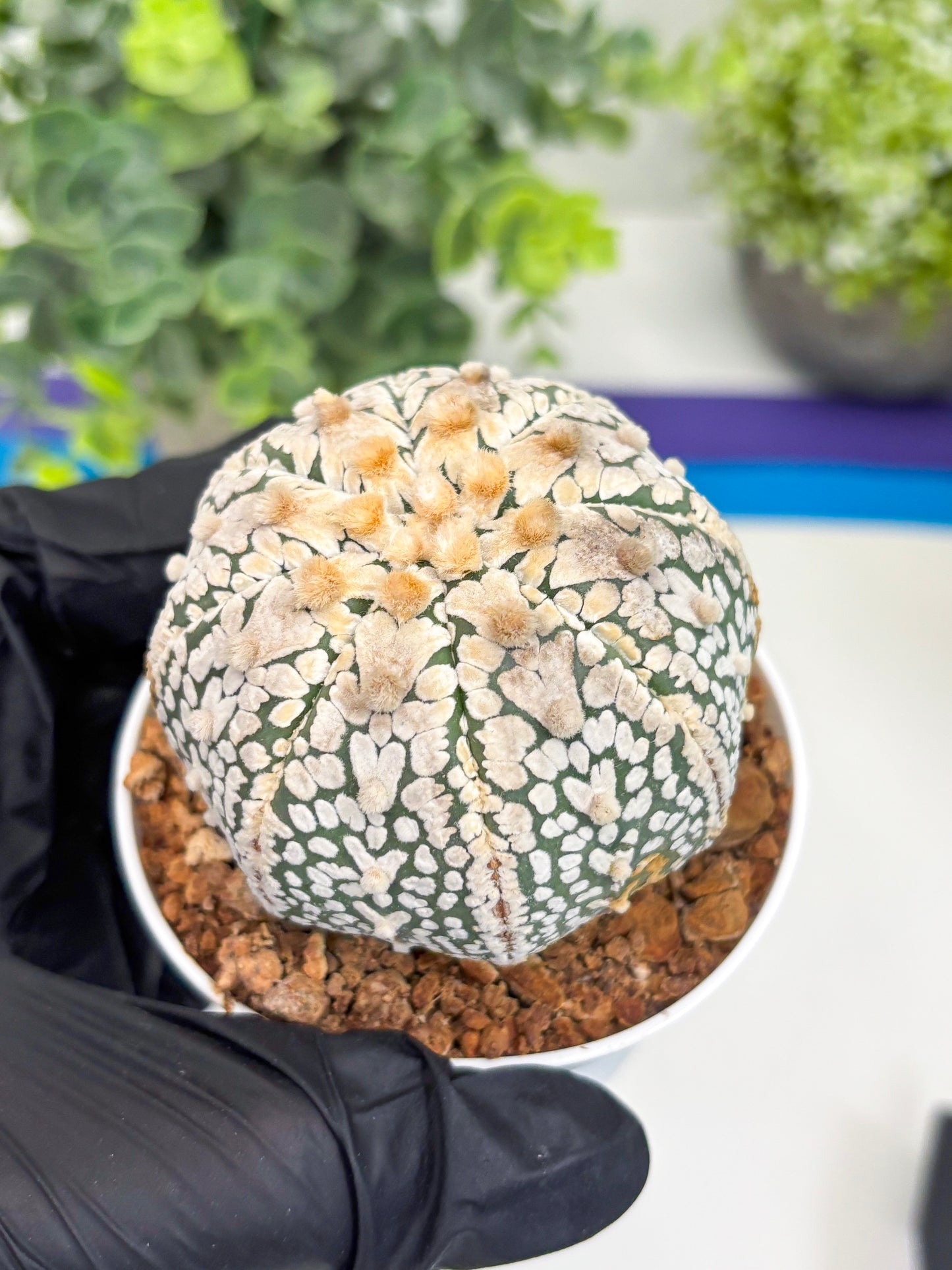 Astrophytum Super Kabuto V Type (T4) (y2) | Las Vegas Seller