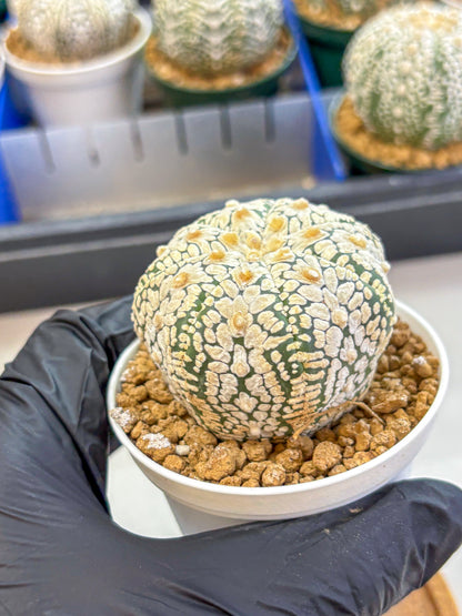Astrophytum V Type (at2) (05) | Live Plant | Rare Collection