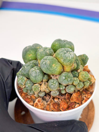 Spineless Cactus (Lo1) (g3) | For Advanced Growers