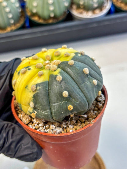 Astrophytum Variegated (at9) (05) | Rare Plant | Live Cactus