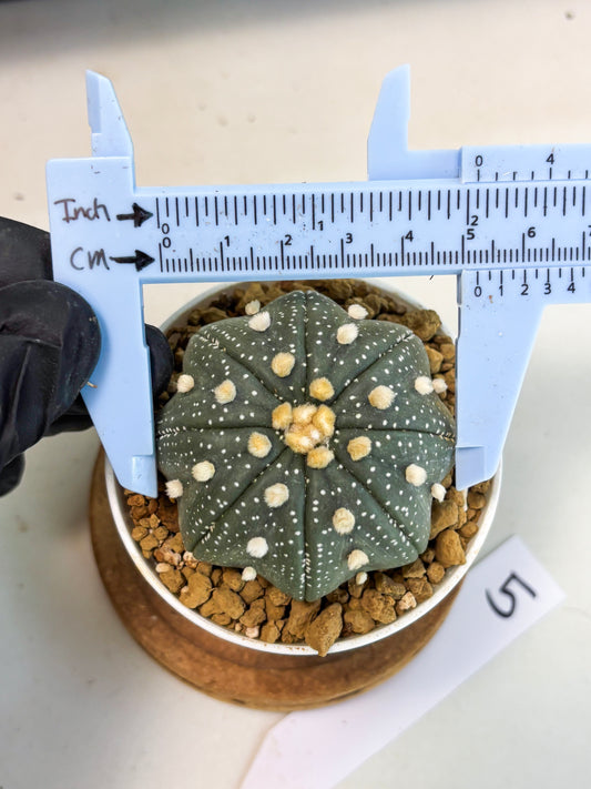 Astrophytum Star Shape (at3) (p5) | Very Rare Cactus