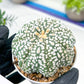 Astrophytum Super Kabuto (#T7C) | Las Vegas Botanical Shop | 3" Pot