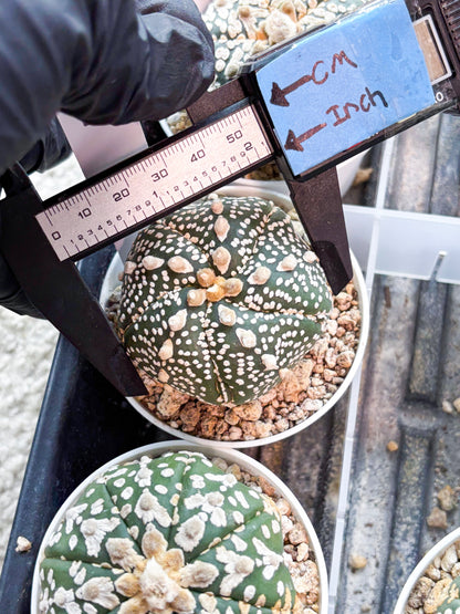 Astrophytum 5-Rib (T8) (y5) | Imported From Japan